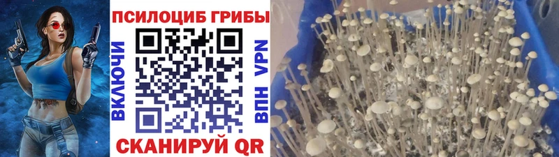 Псилоцибиновые грибы мицелий  Купить закладки  Озёрск 